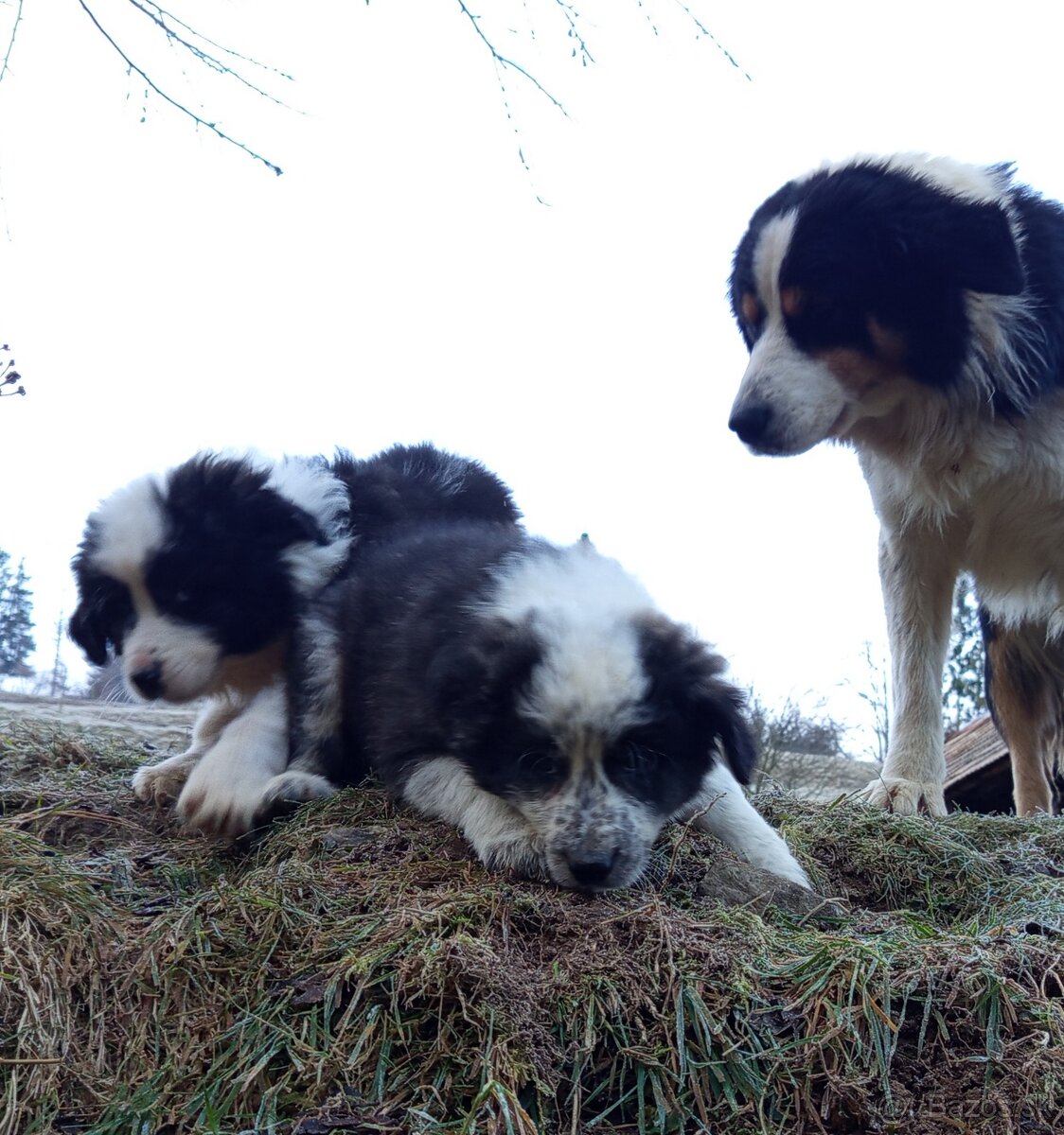 Darujem šteniatka - 4