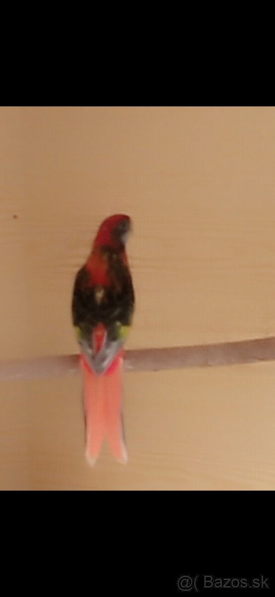 Predam - 4