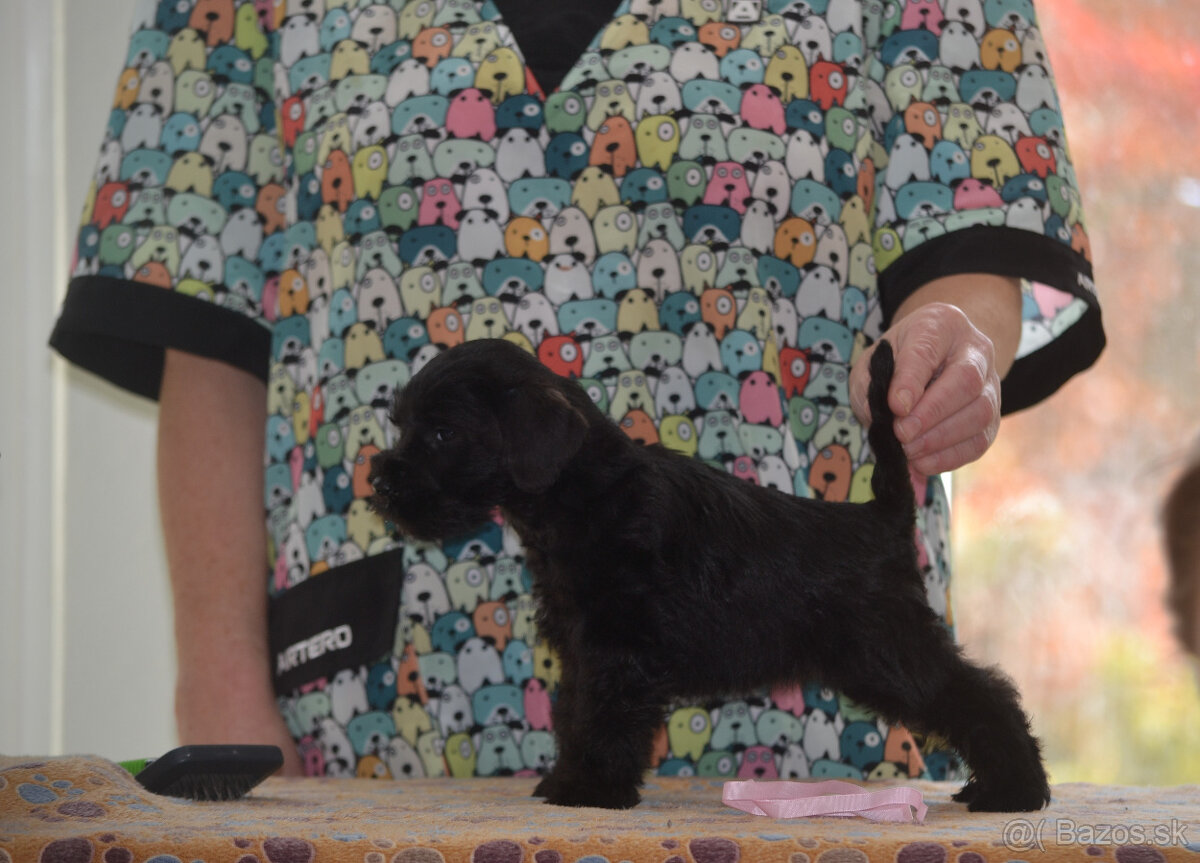 Bradáč malý čierny - šteniatka - 4