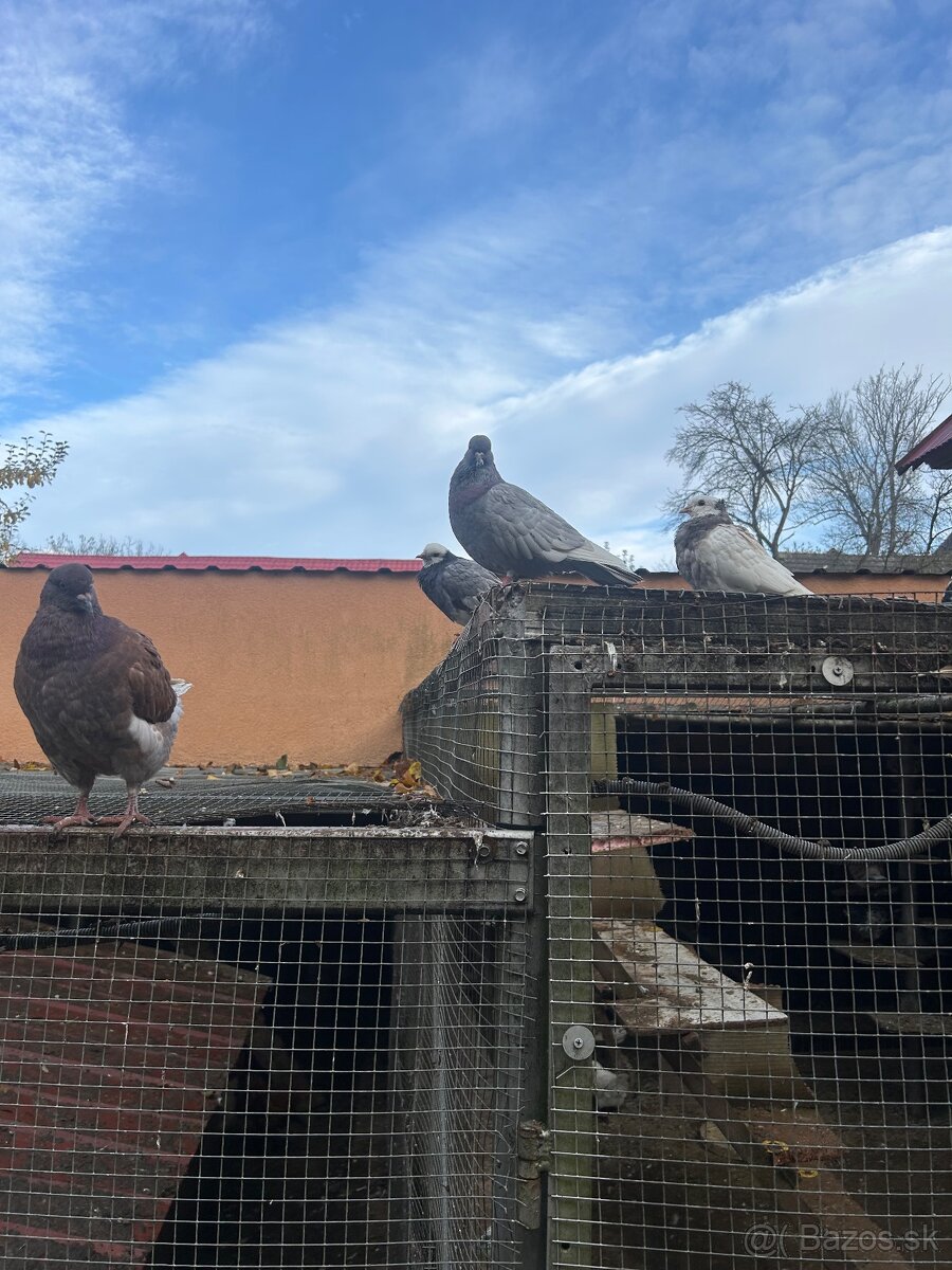 Ruším chov holubov - 4