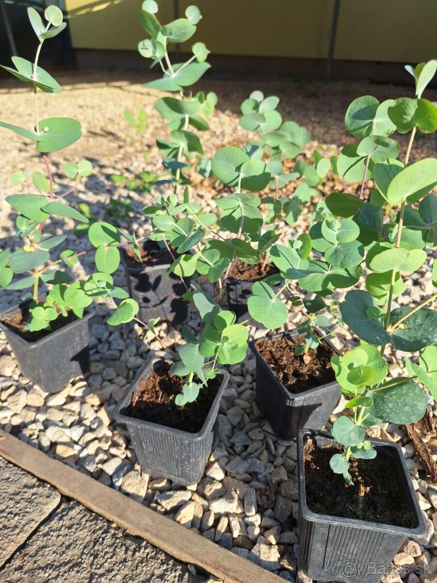 Eukalyptus Silver dollar - 4