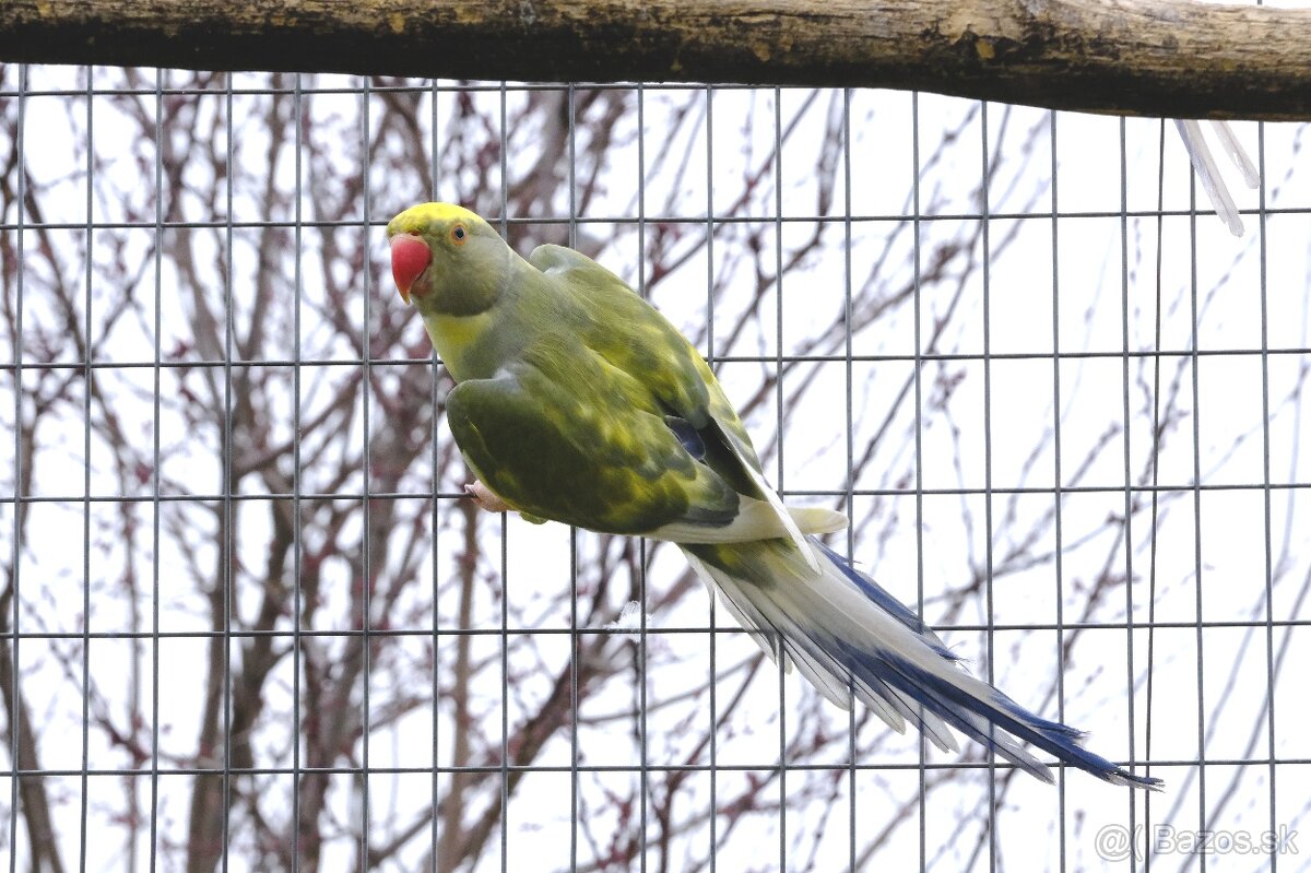 Alexander malý chovný pár - 4