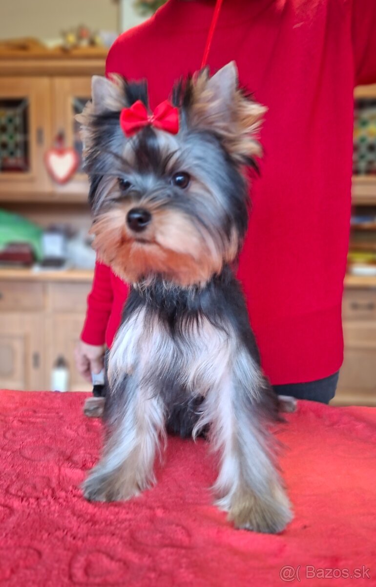 Yorkshire terrier s PP - psík - 4