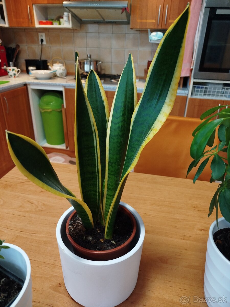 Izbové rastliny - 4
