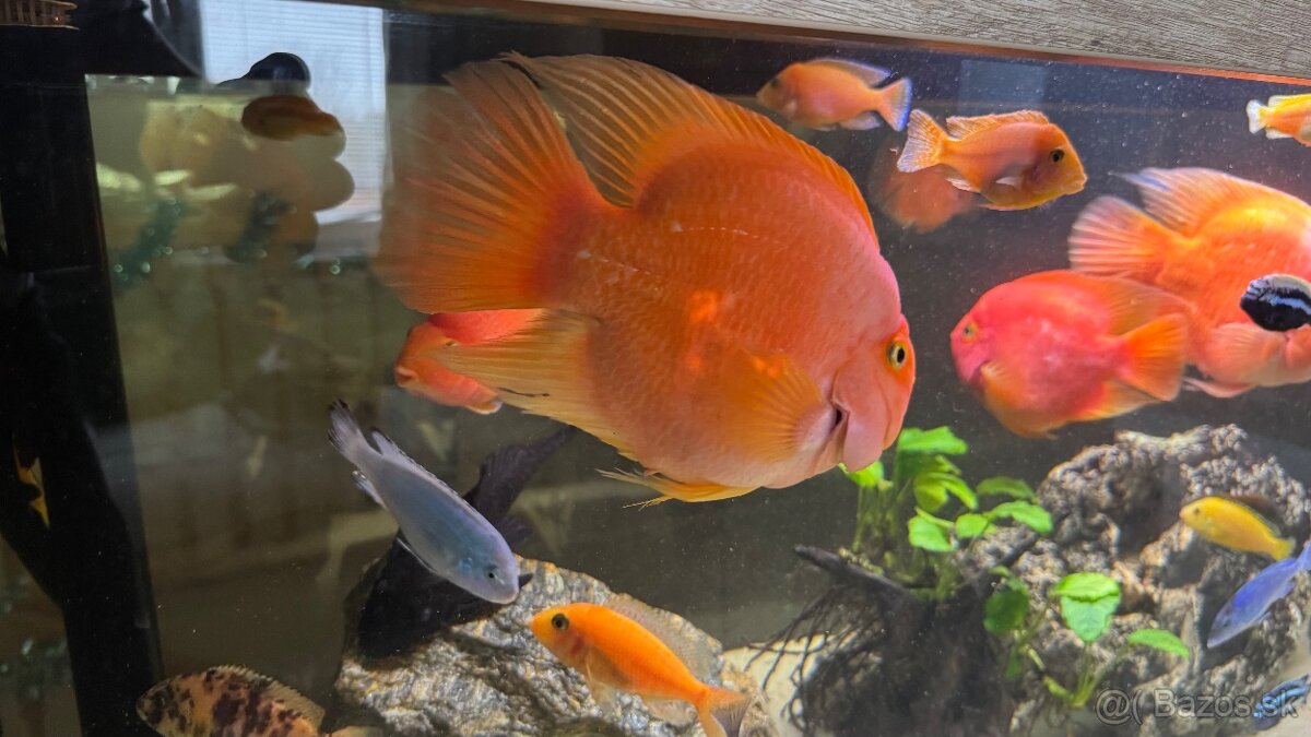 Predám Red Parrot 20cm/40€ - 4