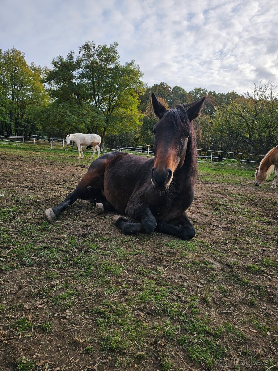Dochádzka ku koňom - 4