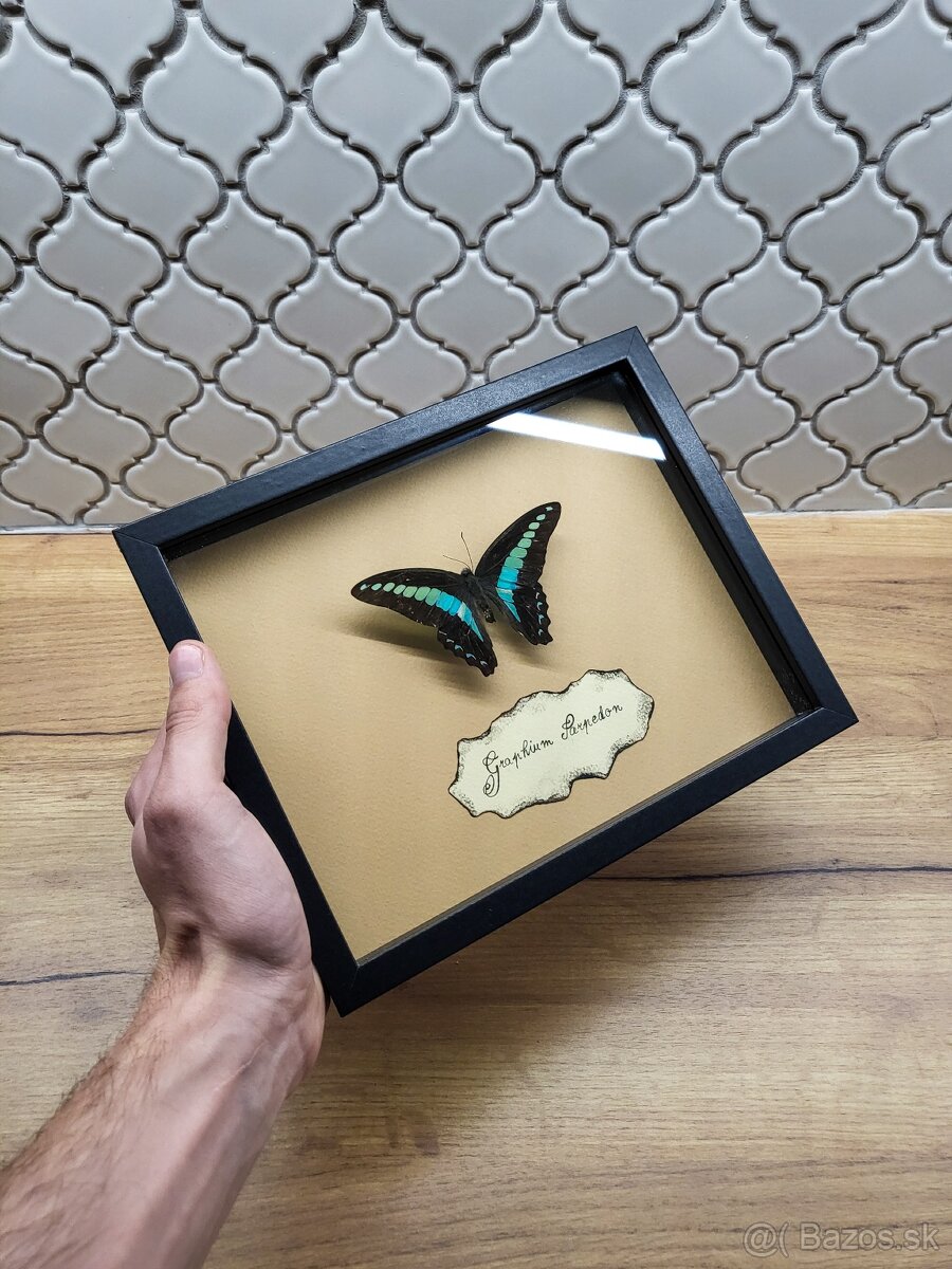 Motýle v ráme - 4
