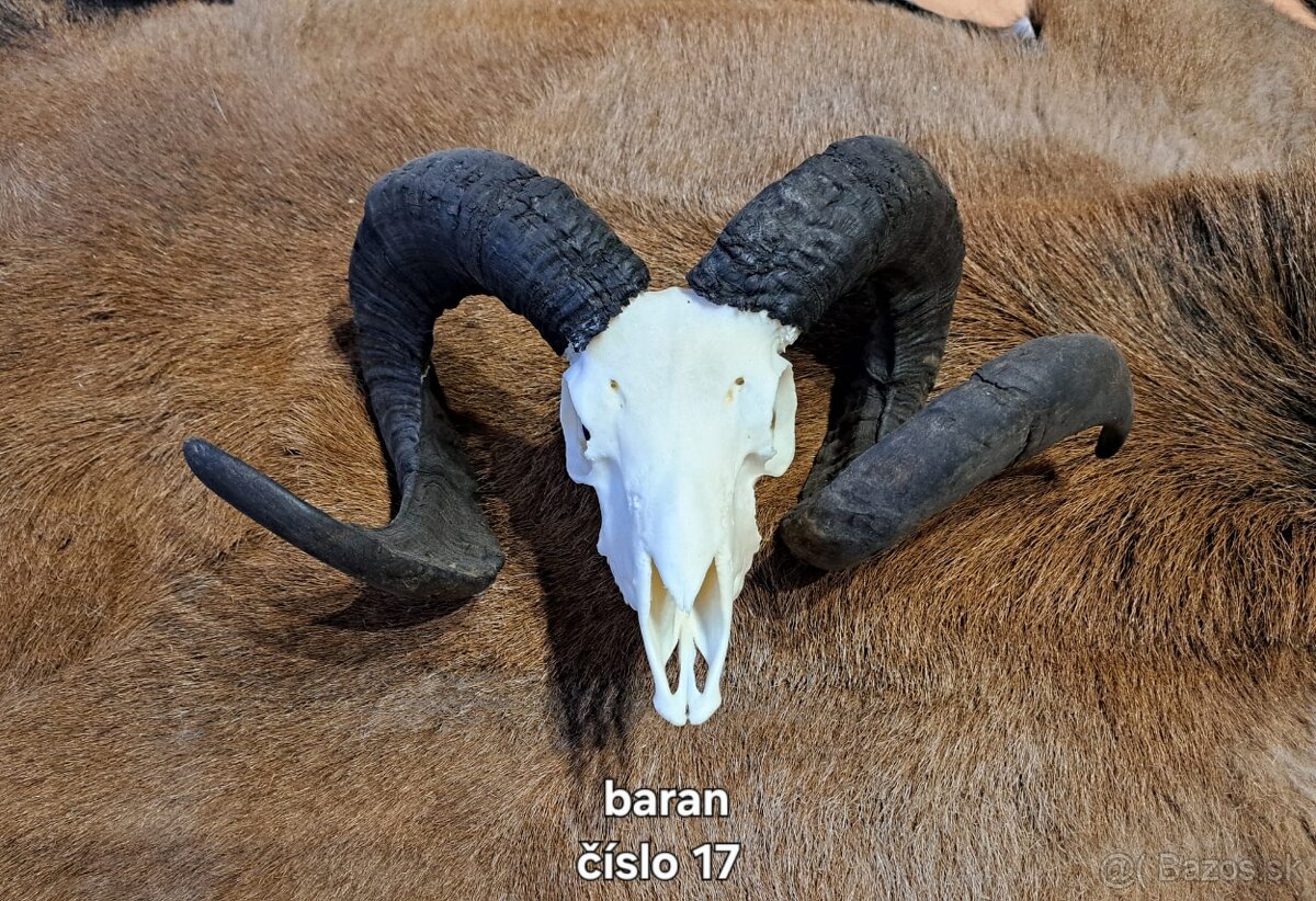 Trofeje, baran - 4