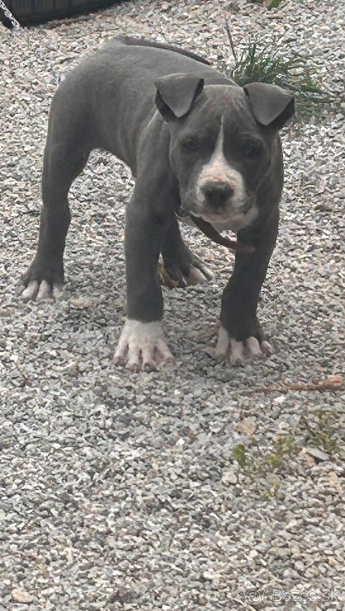 Pitbul - 4