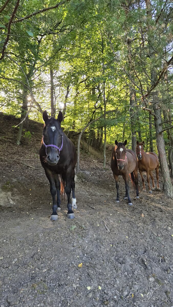 Kobylka 3 ročná,žrebček 2ročný - 4