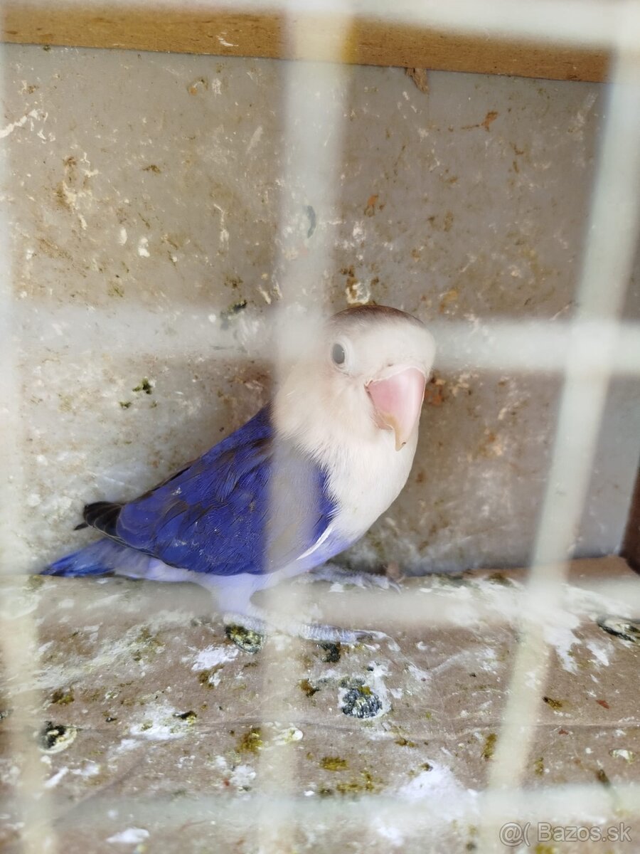 Agapornis fisher - 4