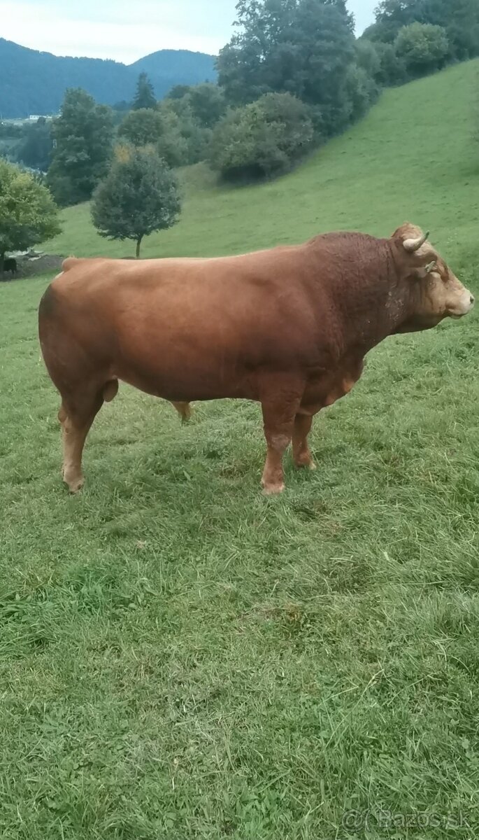 Býk na pripúšťanie - 4