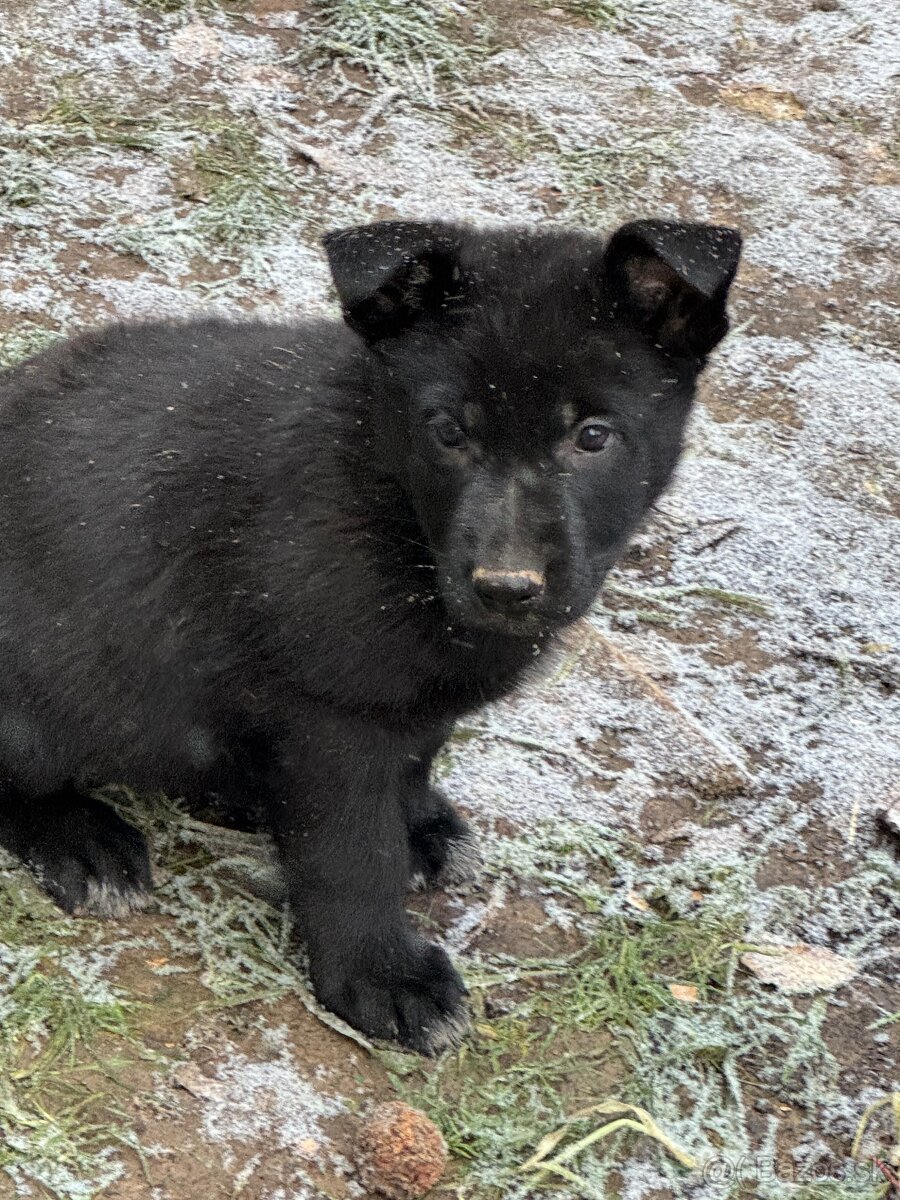 Šteniatka - nemecký ovčiak - 4