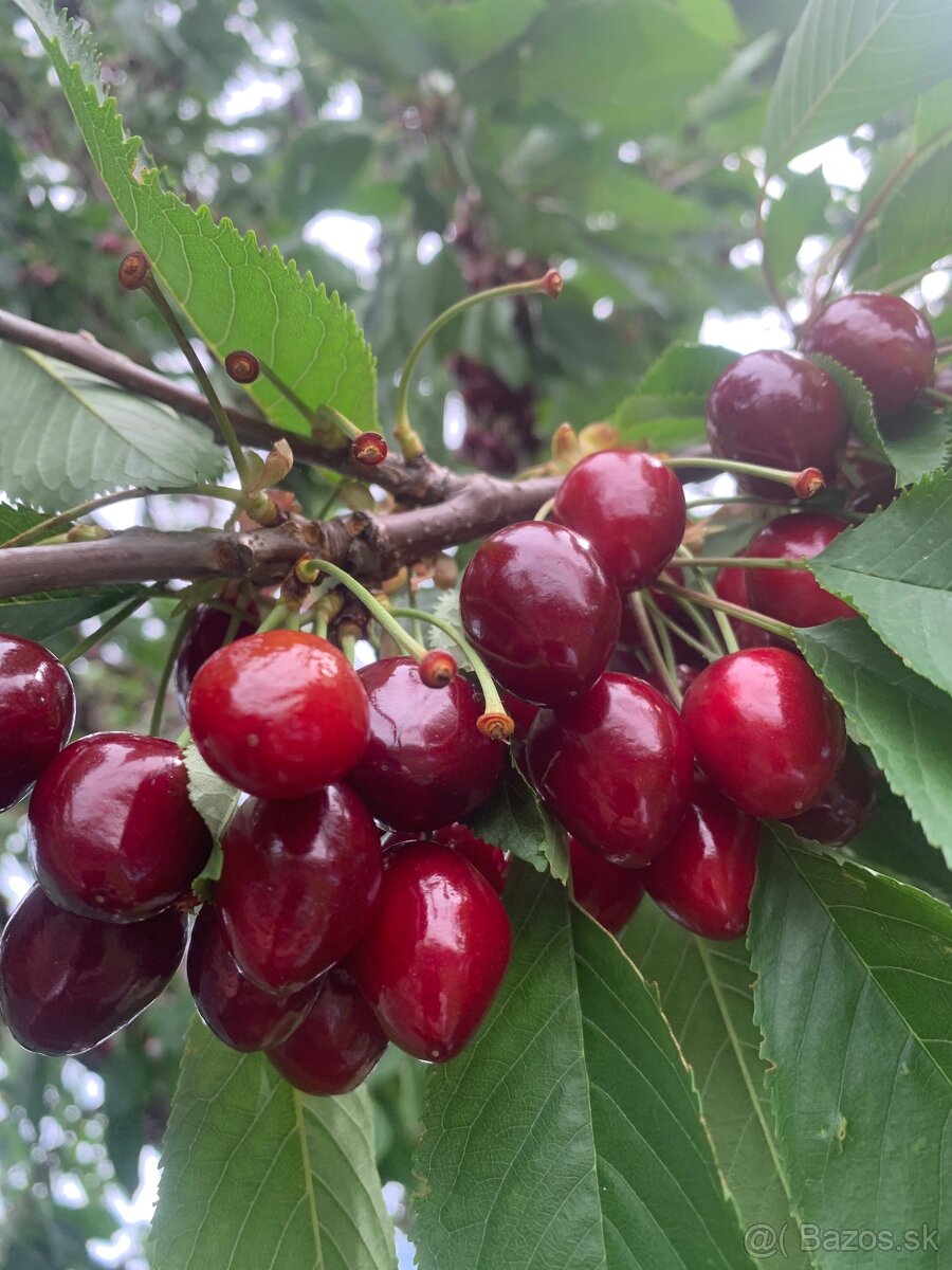Čerešne predám - 4
