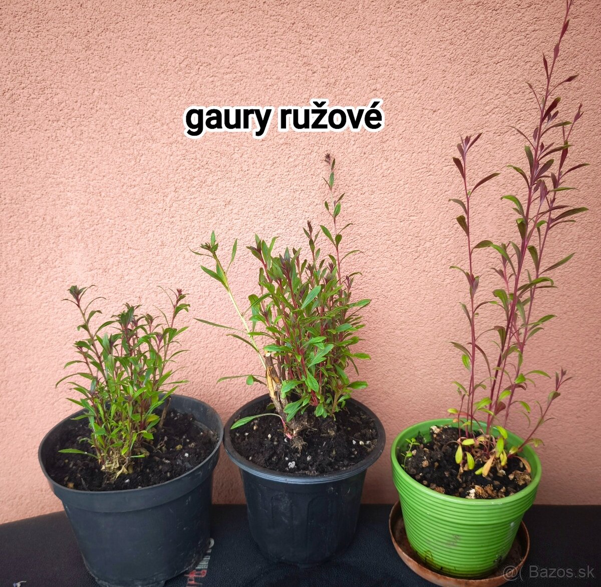 Gaura - 4