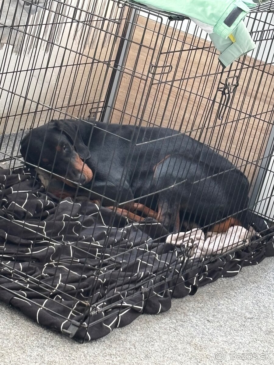 Doberman - 4