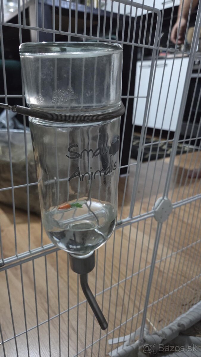 zakrslý králik - 4