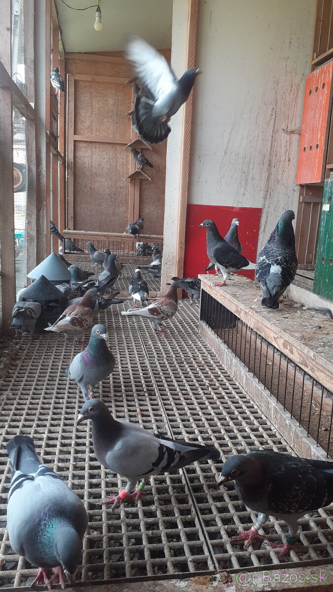 Holuby - 4