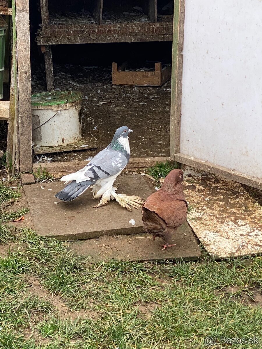 Predám holuby - 4