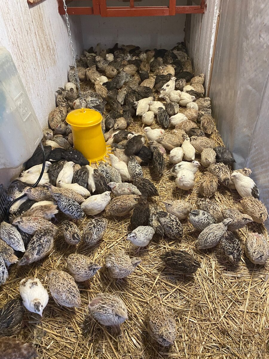 Japonské prepelice - 4