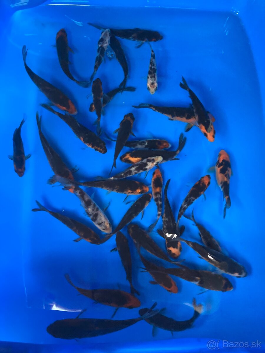 predam KOI kapov - 4
