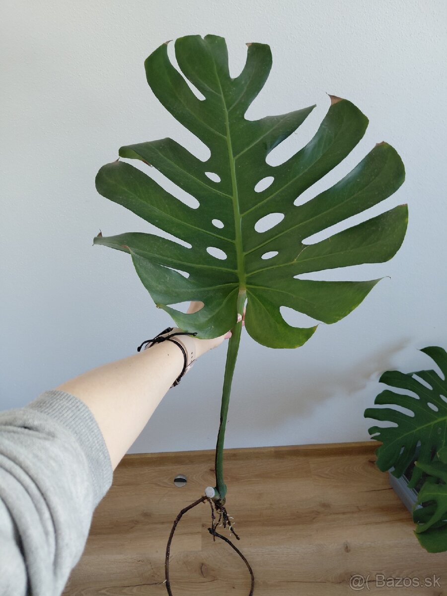 Odrezok monstera deliciosa (3) - 4