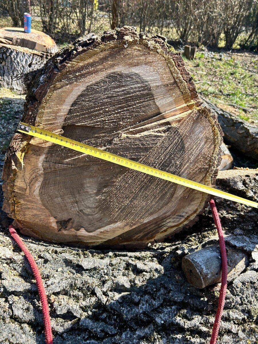 Orechový strom - 4