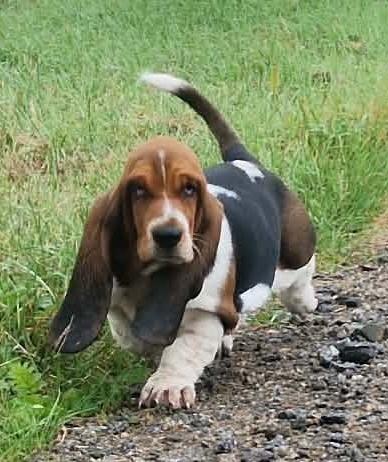 Basset hound - holčička Dulcibella s PP - 4