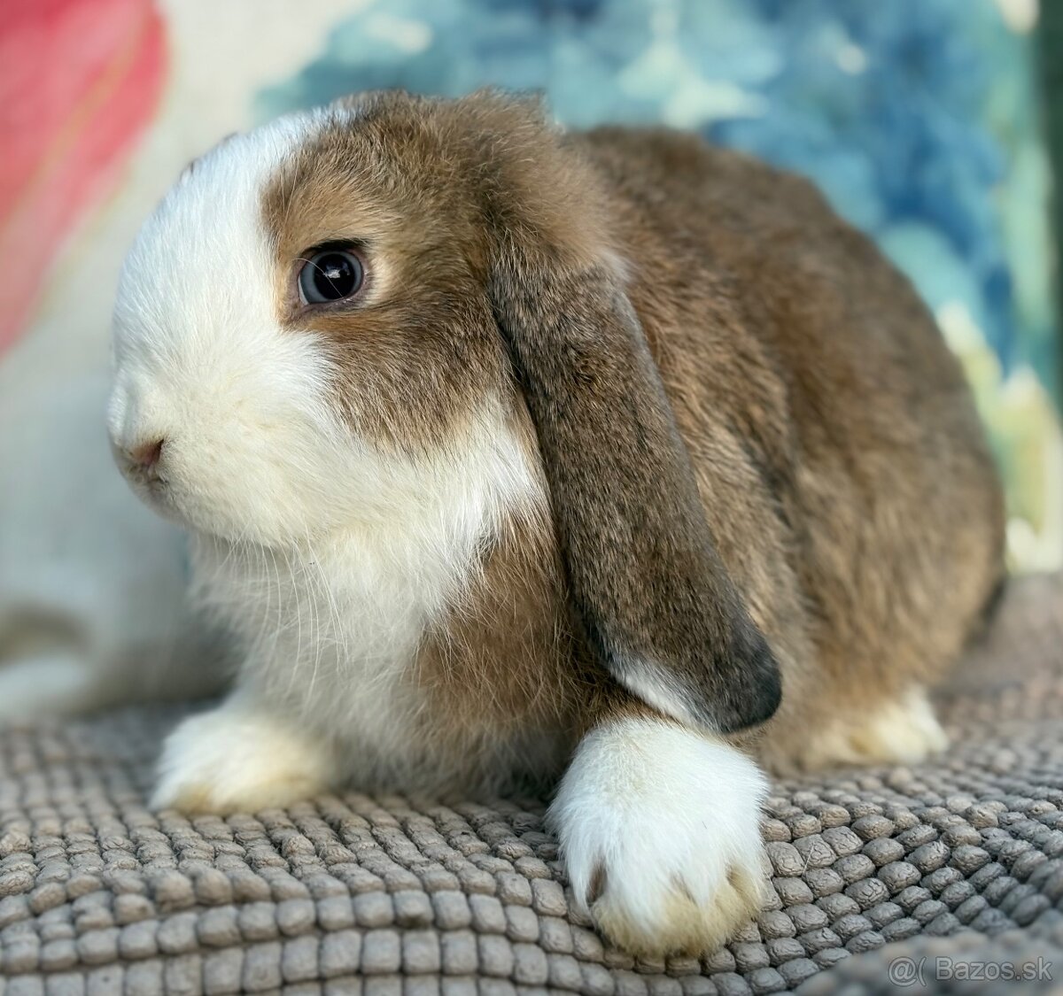 Minilop mláďatká - modrooká samička s VP - 4