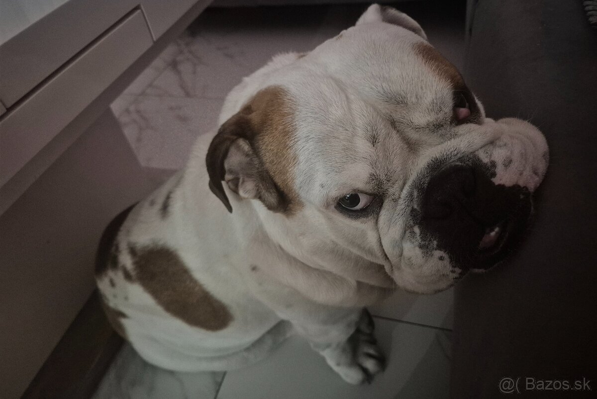 Anglicky buldog krytie - 4