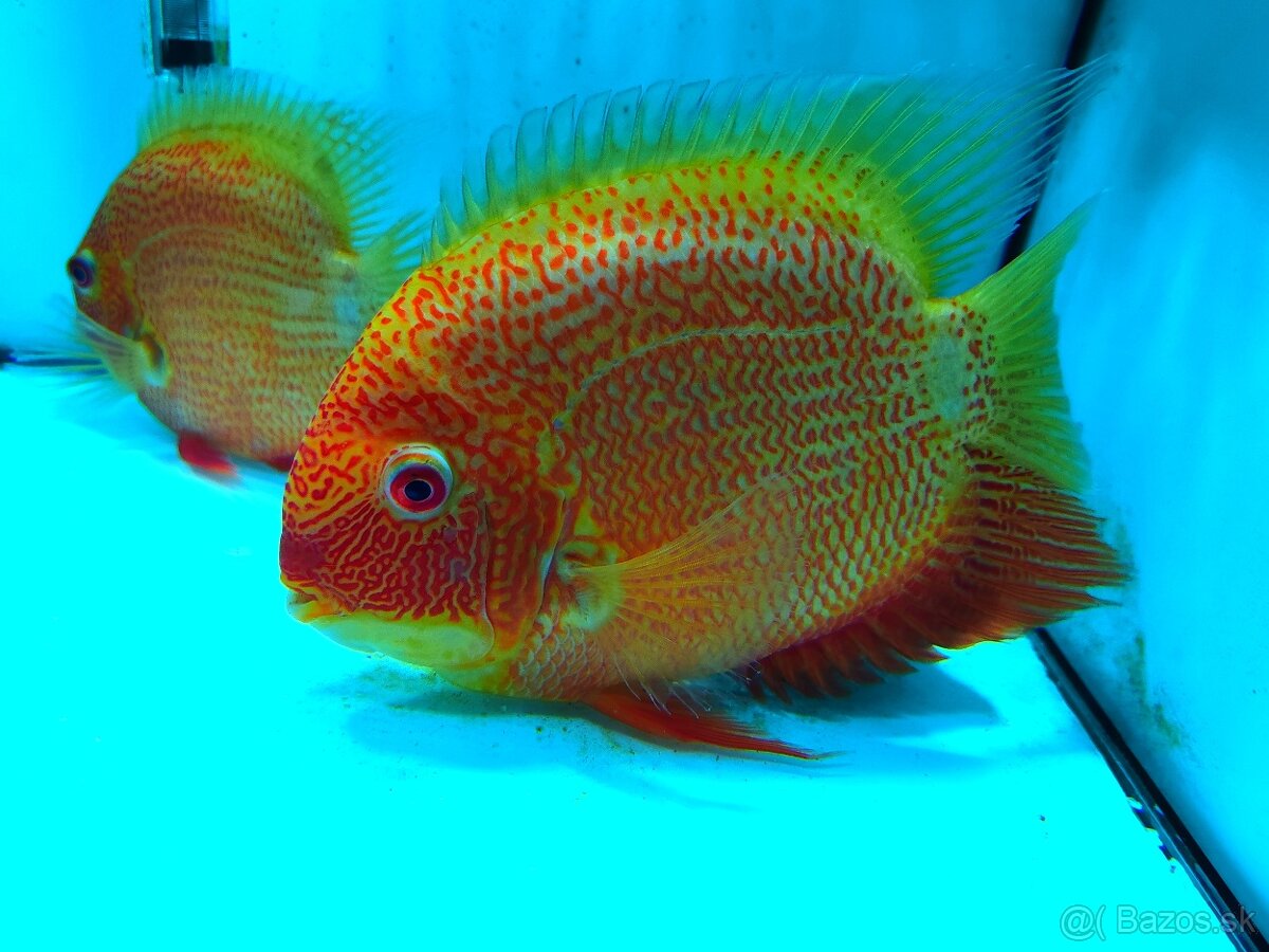 ‼️Heros super Red spotted ‼️ - 4