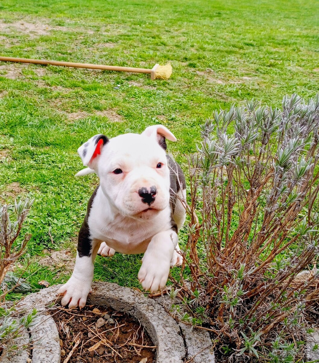 Americký Staforčírsky teriér , Amstaff - 4