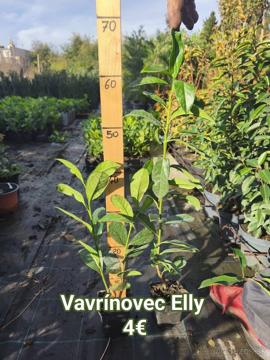 Vavrinovec cervienka - 4