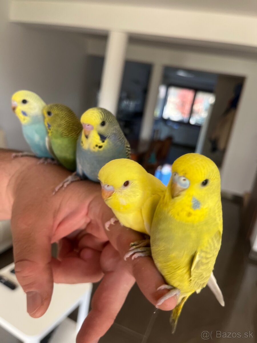 Andulka mlada Maznačik - 4