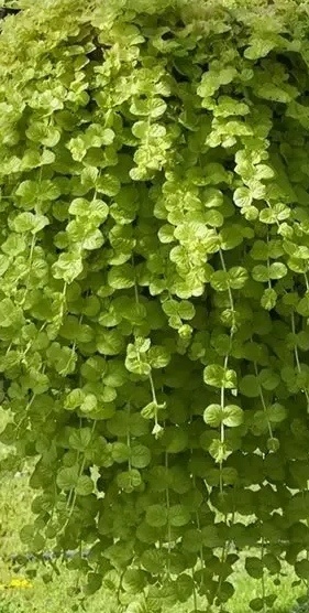 Čerkač bodkovaný , čerkač peniažtekový - 4