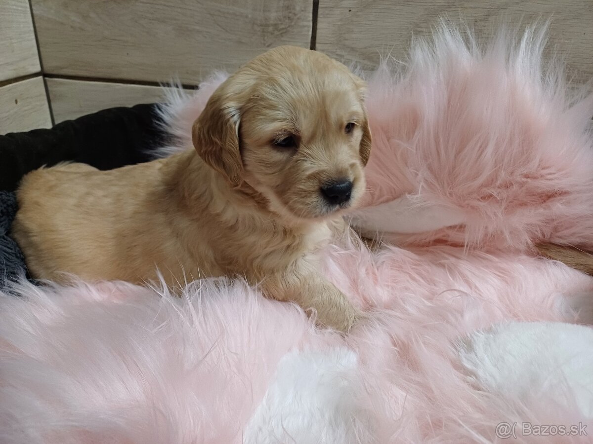 Zlatý retriever - 4