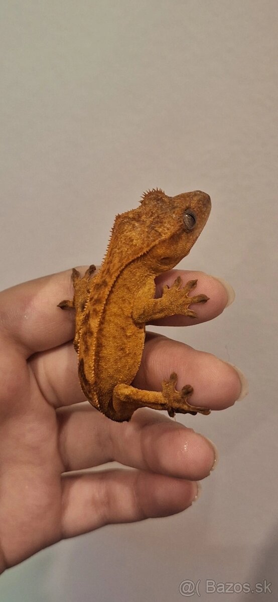 Pagekon riasnatý ( Correlophus ciliatus) - 4