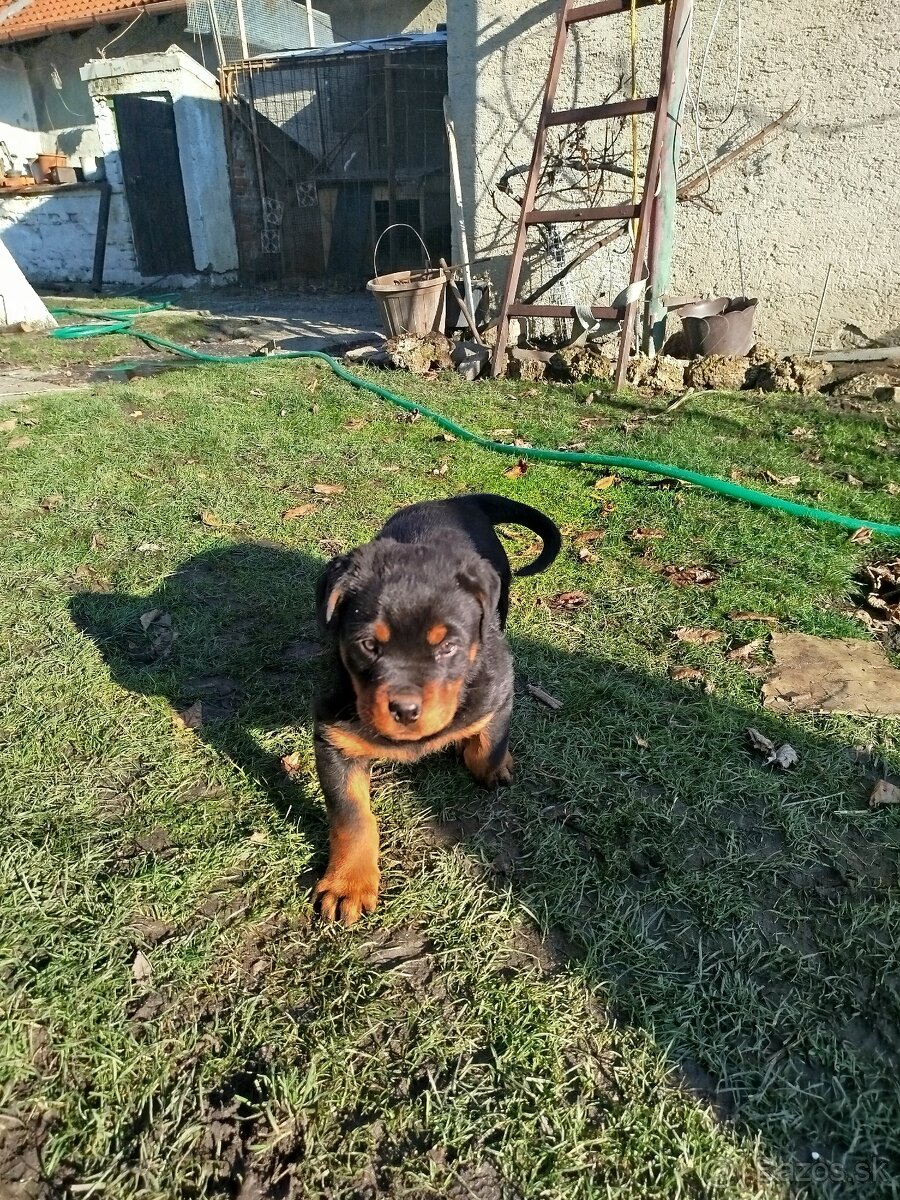 Šteniatko rotvajlera - 4