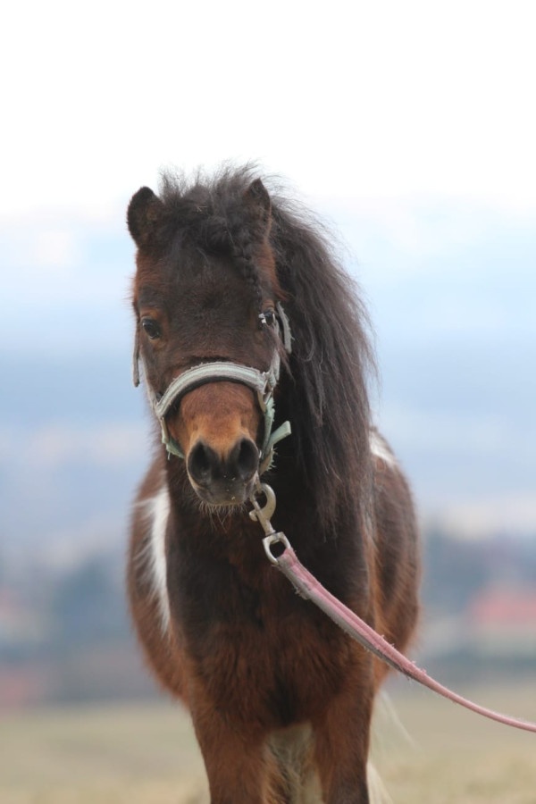 Belgický miniatúrny poník - 4