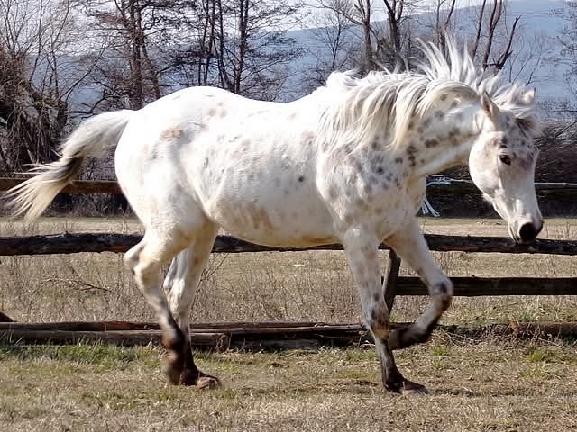 Appaloosa kobylka - 4