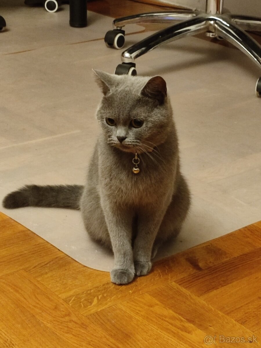 Predam krasne Britske Maciatko - 4