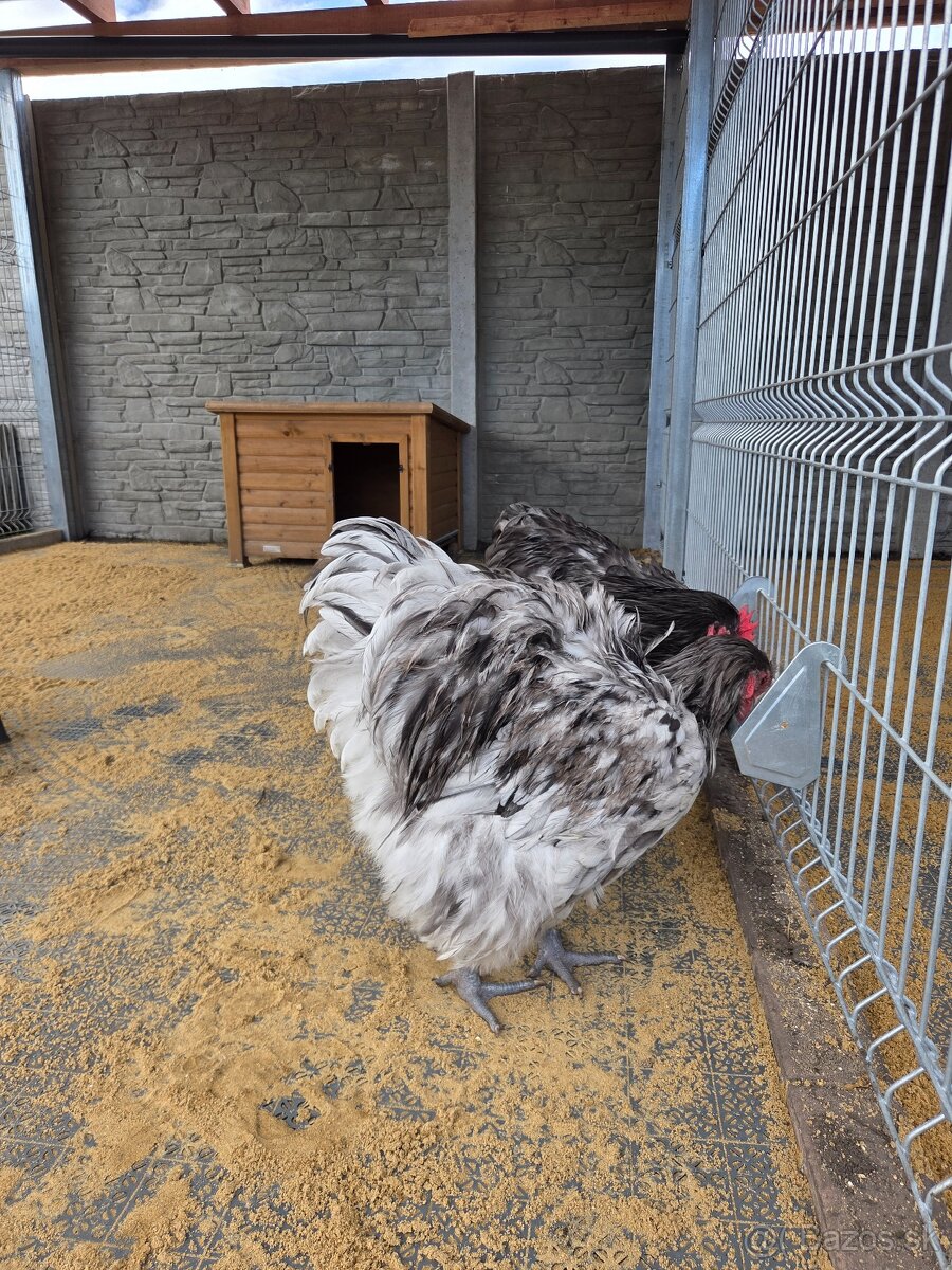 Orpington splash kohút - 4