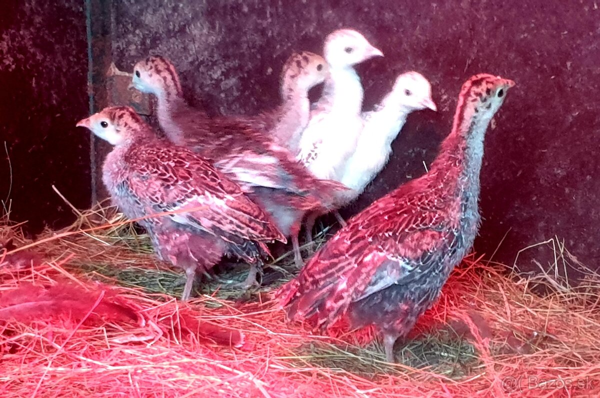 Kurcata morky bronzovej - 4