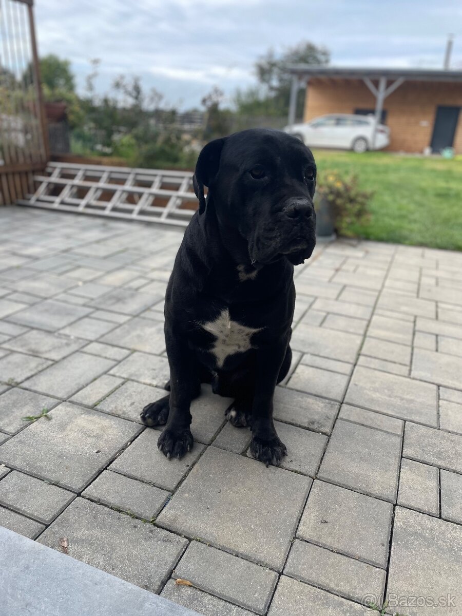 Cane Corso šteniatka - 4