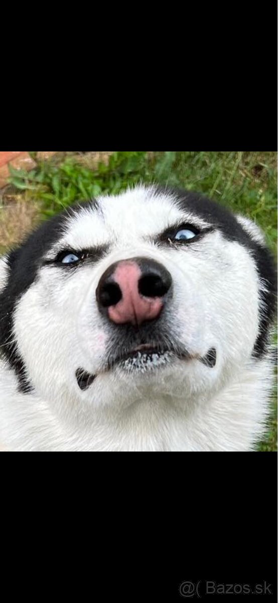 Darujem psa huskyho - 4