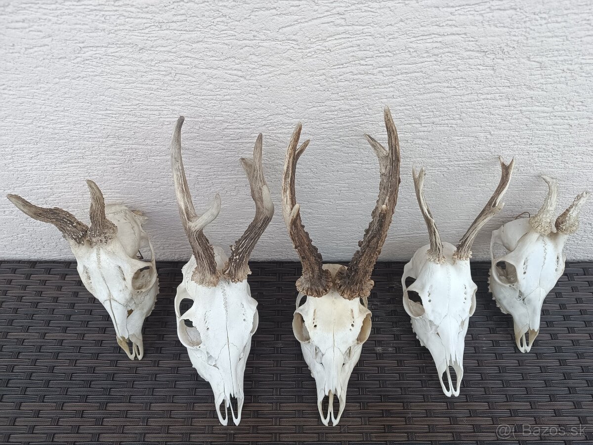 Parohy, zhody, trofeje, srnce - 4