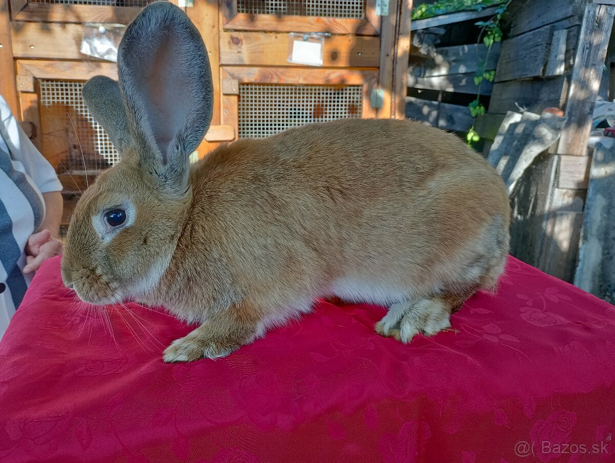 Králiky na mäso - 4