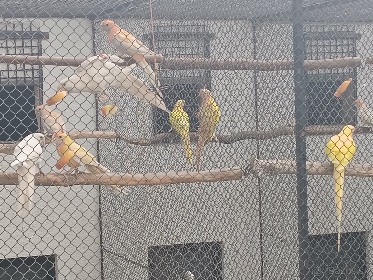 Penant zlaty pastel - 4