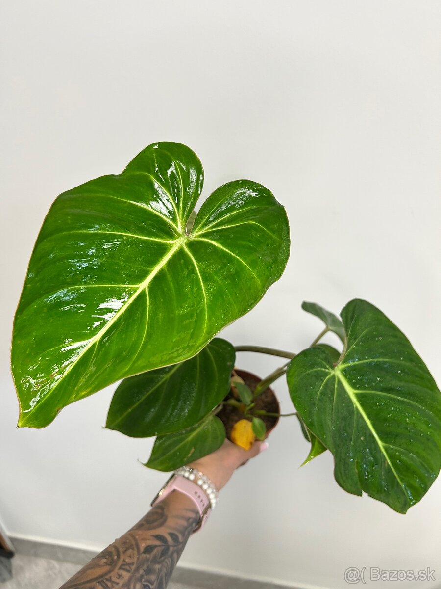Philodendron Gloriosum - 4