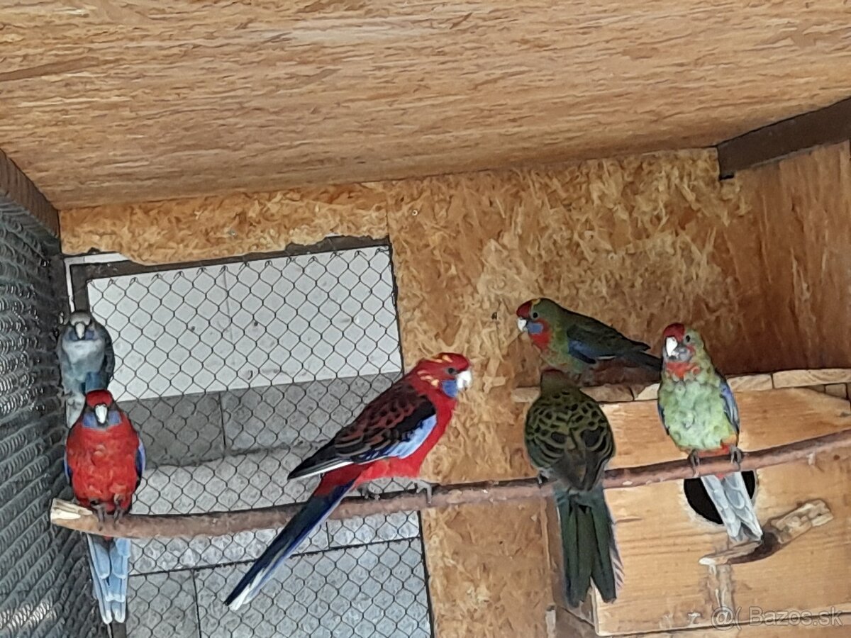 Predám rozely lutino, rubino, penant, andulky - 4